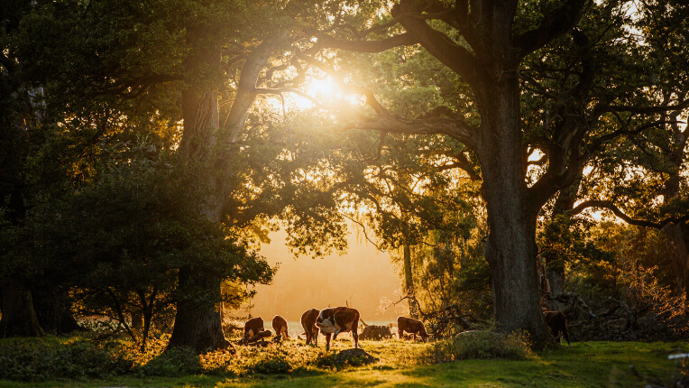 På Söderåsen kan alla trivas. Foto: Mickael Tannus.