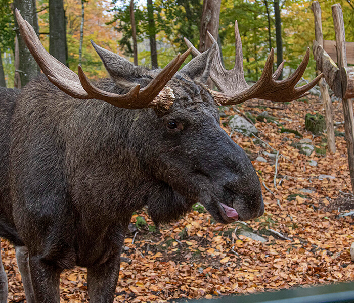 700x600-soderasen-alg